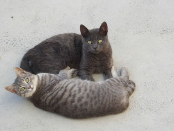 Portrait of cat sitting on floor