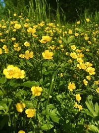Close-up of yellow flowering plants on field