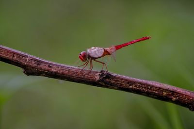 Close-up of insect on plant