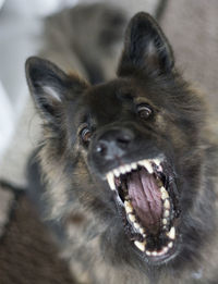 Close-up portrait of dog