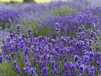 Close-up of purple lavender flowers in field