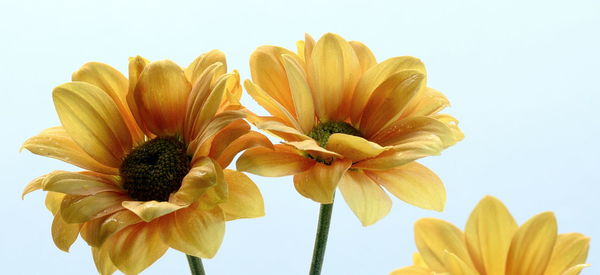 Low angle view of flowering plant against sky