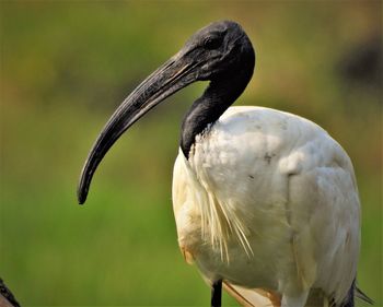 Black headed ibis