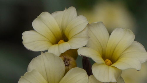 Close-up of flowers blooming outdoors