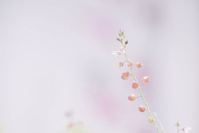 Close-up of cherry blossom
