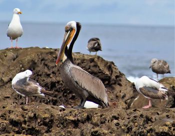 Birds perching on rocks at sea shore
