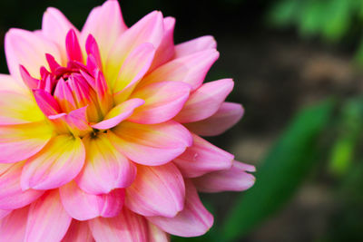 Close-up of pink dahlia