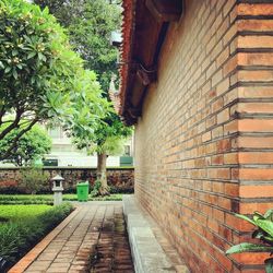 Narrow walkway along trees