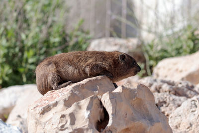 Rodent relaxing on rock