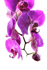Close-up of purple flower