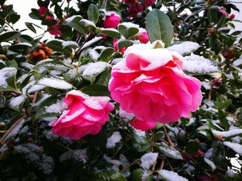 Close-up of pink roses blooming outdoors