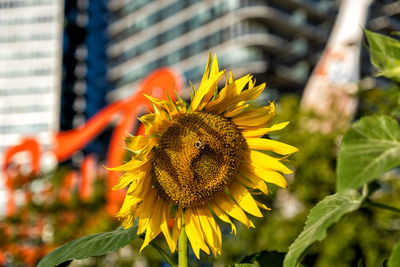 Close-up of sunflower