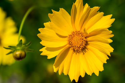 Close-up of yellow flower