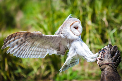 Close-up of a bird on land