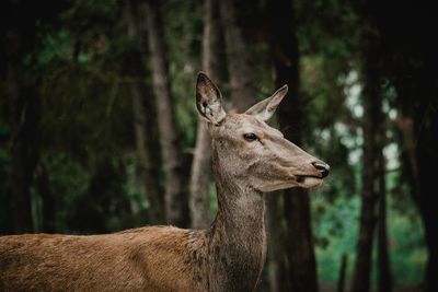 Deer in the nature