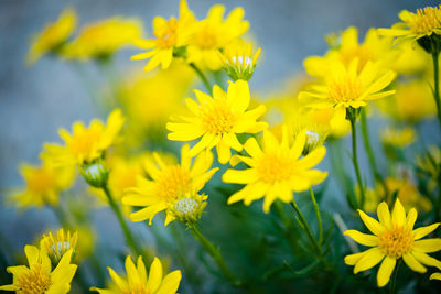 Close-up of yellow flowers