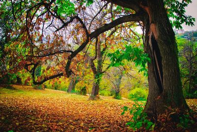 Trees in forest during autumn
