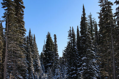 Low angle view of pine trees in forest against clear sky