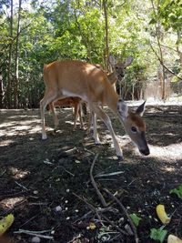 Deer in the forest
