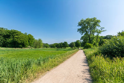 Road amidst trees on field against blue sky