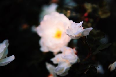 Close-up of white flowering plant