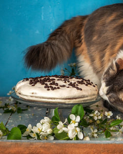 Close-up of a cat