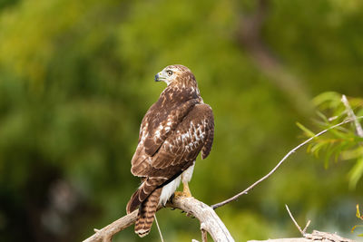 Close-up of eagle perching on branch