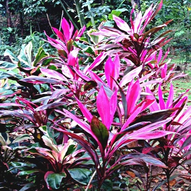 flower, growth, pink color, plant, beauty in nature, freshness, leaf, nature, fragility, petal, close-up, blooming, outdoors, day, pink, no people, focus on foreground, sunlight, in bloom, park - man made space