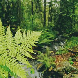 Close-up of fern in forest