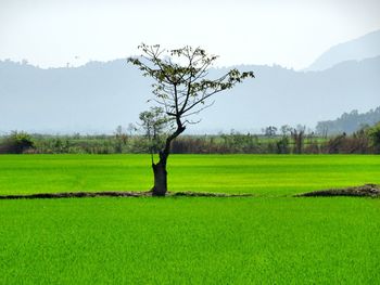 Bare tree on field against clear sky