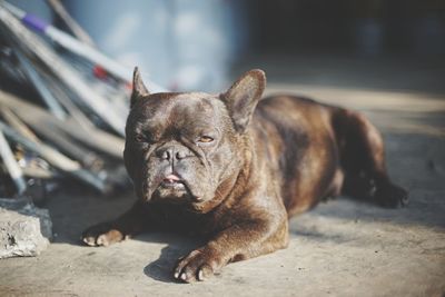 Portrait of a dog looking away