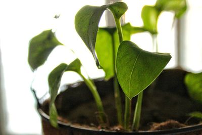 Close-up of potted plant leaves