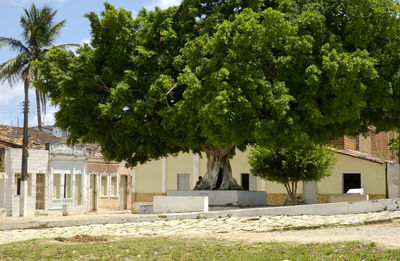 View of trees outside building