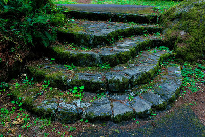 Scenic view of moss growing on landscape