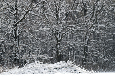 Bare trees during winter