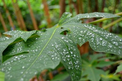 Close-up of raindrops on leaves