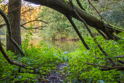 Trees and plants in forest