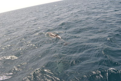 High angle view of crab in water