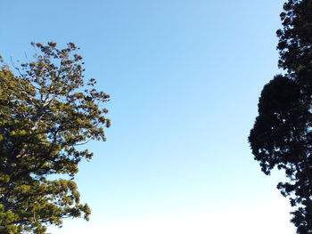 Low angle view of tree against clear blue sky