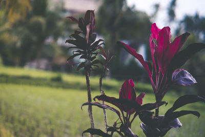 Close-up of flowering plant on field