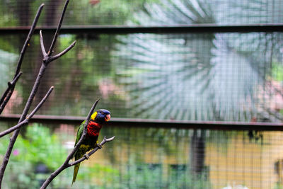 Bird perching on a branch