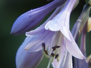Close-up of purple flowering plant