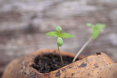 Hemp seed seedling