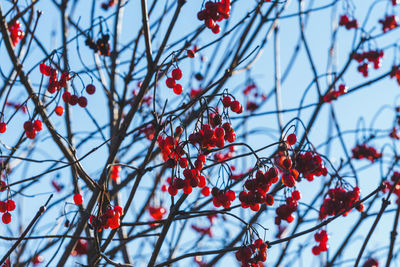 Low angle view of red berries on tree