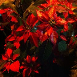 Close-up of red leaves