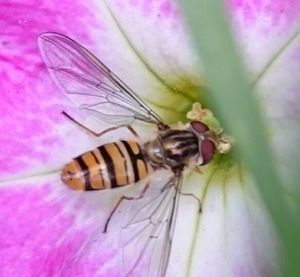 Close-up of bee pollinating on pink flower
