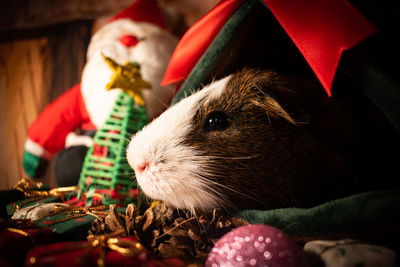 Close-up of guinea pig laying down christmas photoshoot 