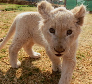 Close-up portrait of sheep on field