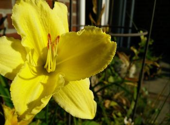 Close-up of yellow flower