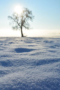 Bare tree on snow covered land against sky